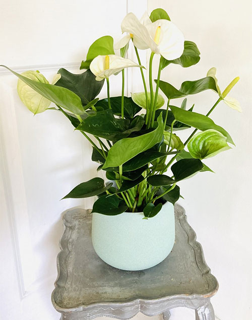 Buy Air purifying plants online