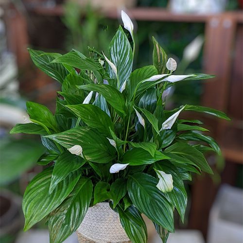 Large peace Lily in basket planter