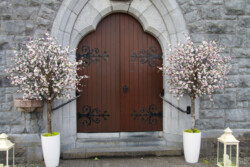 cherry blossoms outisde church